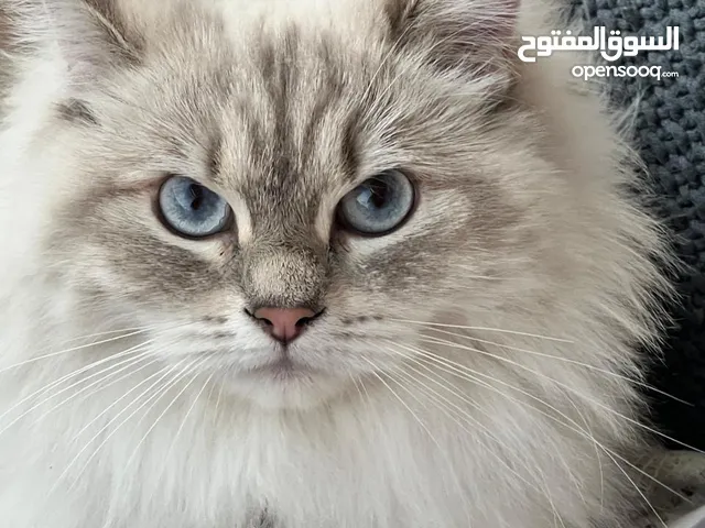 قطة همالايا للبيع