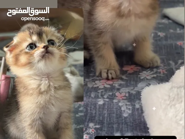 ذكر وأنثى سكوتش Ny25