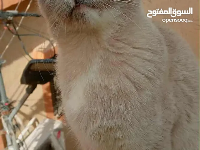 اناث وحدة هملايا بيور العمر سنتين و تنتين مكس العمر ثلاث شهور للتبني