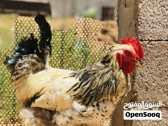 زوز فراريج براهمه سبرايت للبيع تبارك الرحمان