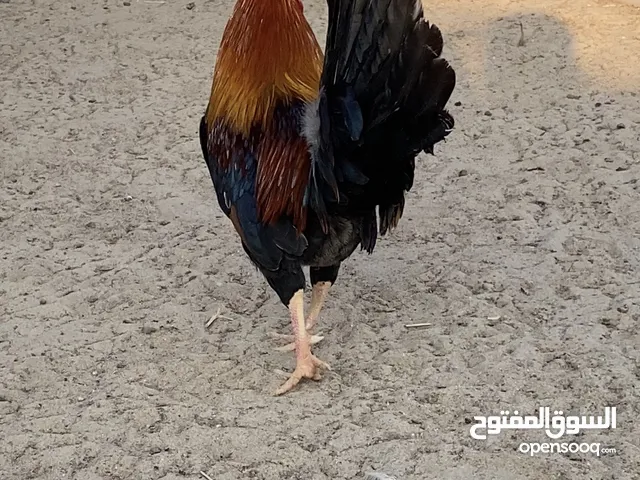 للبيع دجاج  عربي قديم ترثه