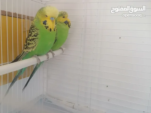 طيور حب انكليزي زوج