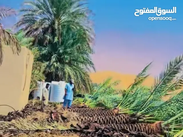 احسان البلوشی