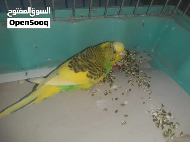 طير حب