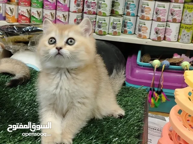 قطط سكوتش جولدن نخب النخب العمر شهرين