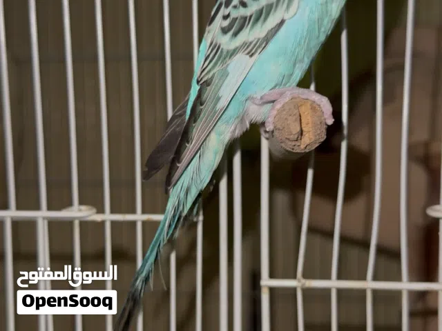 Budgies / Small Parrots