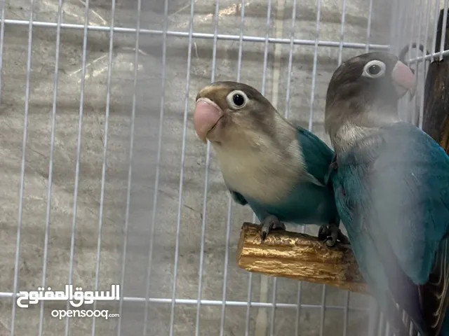 أزواج فيشر ألوان للبيع