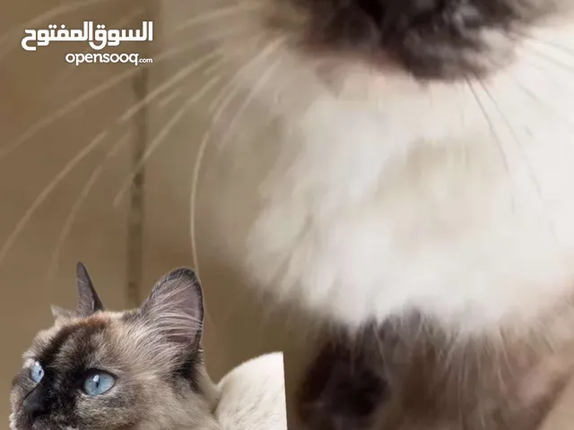 قطة للتبني مع اطفالها cat for adoption with her kittens
