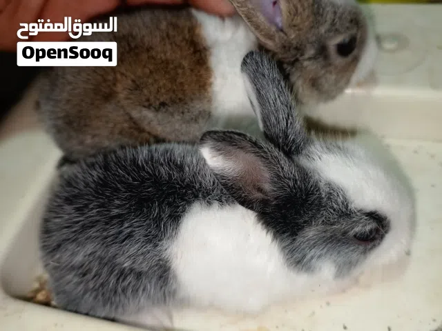 Rabbits ارانب للبيع