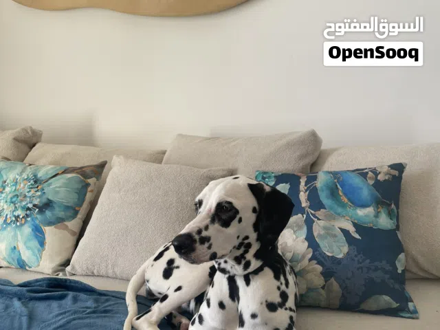 Dalmatian dog   one year old