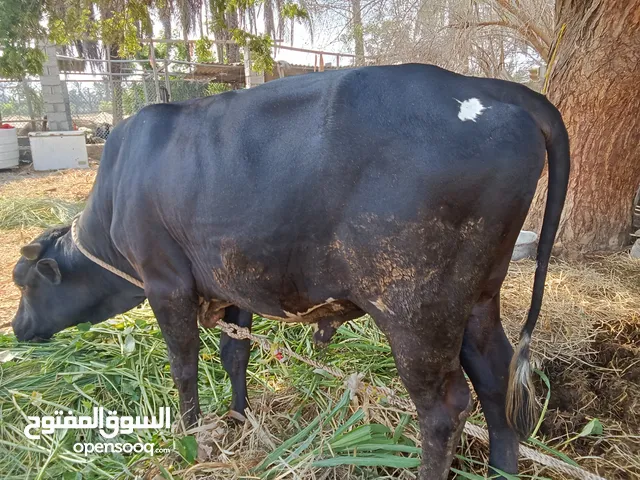 عجل سمين عمر ثلاث سنوات