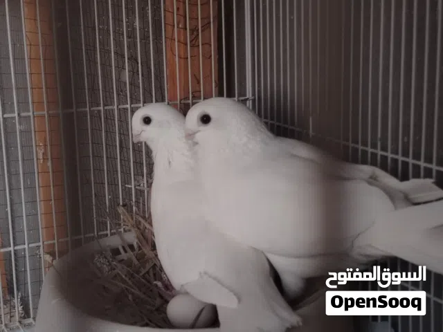 3 زواج أرافل قجم بزارات لزوج 30