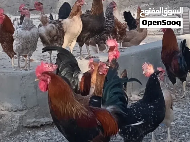 Local Omani chickens
