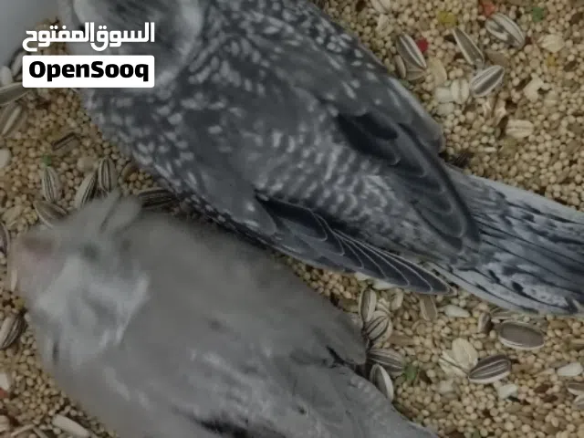 فراخ كوكتيل زق يدوي