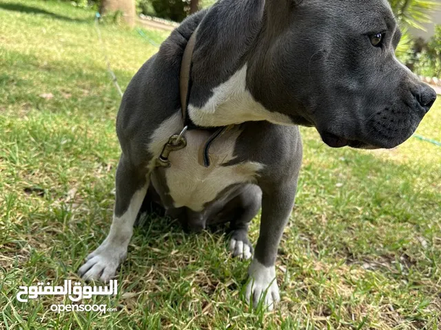 كلاب بيتبول وجيت دان للبيع في صنعاء