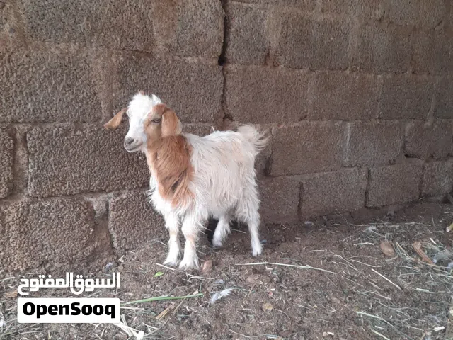 جدي عماني للبيع وصخله