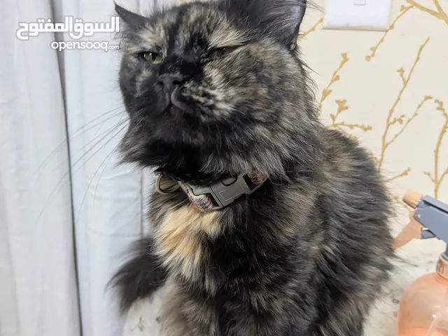 CAT NAME LIILI
