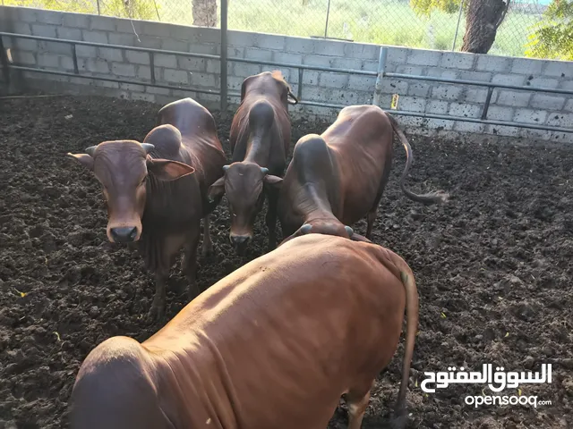 ثيران طعام الدار لحق ع الزين