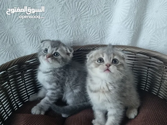 4 قطط سكوتش فولد Scottish fold