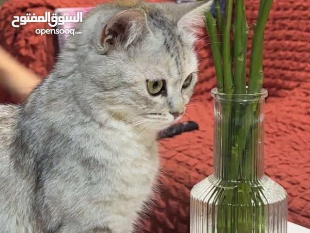 قطة سكوتش ستريت مكس بريتش هجينة موشحة