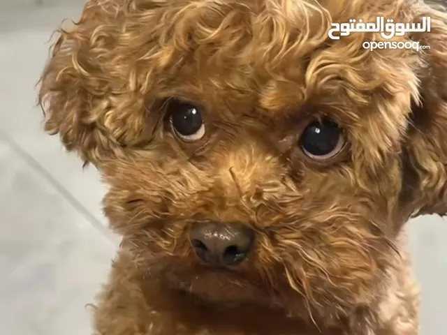 كلب جميل يخبل للبيع