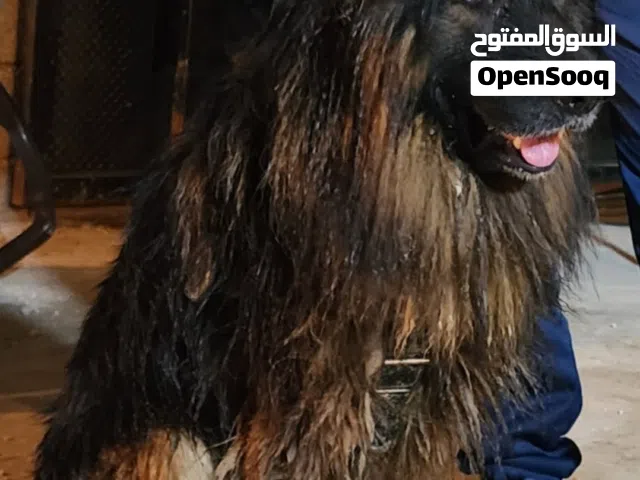عشاق الجيرمن