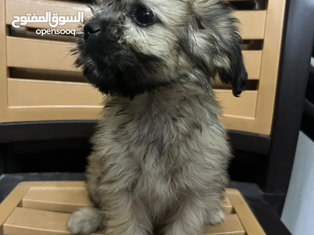 كلب فرنسي (فرنش تيرير أنثى) العمر 3 اشهر