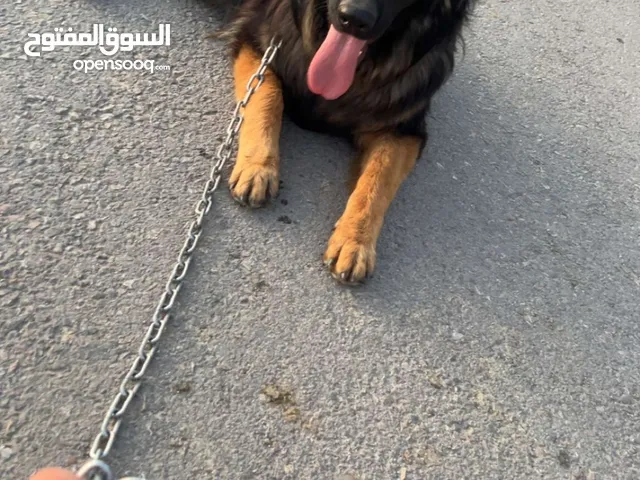 كلب جيرمن جيبرد للبيع