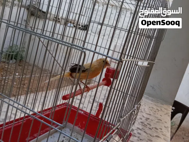 كناري للبيع بسعر مغري