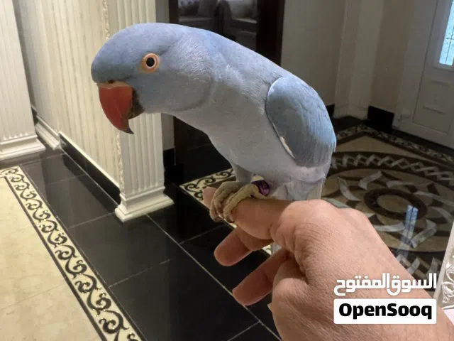 طير الدرة الازرق بحالة جيدة أليف جداً