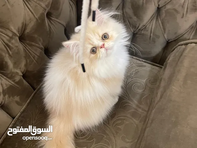 ذكر بيرشين كريم وايت