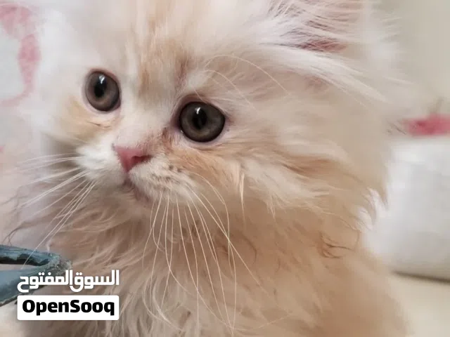 انثى شيرازي لعوبه