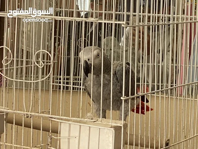 ببغاء زنجبارى