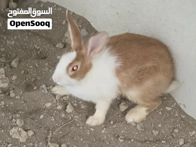أرنب هولندي حجمع زين وصحته ممتازه تواصل واتساب