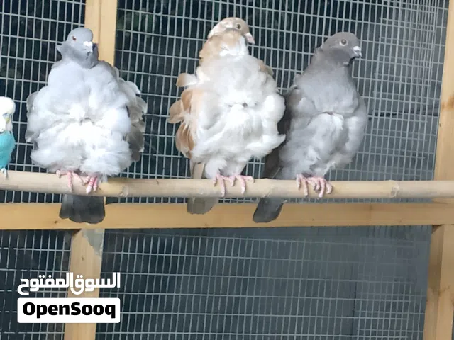 حمام كشكي للبيع مخاليف