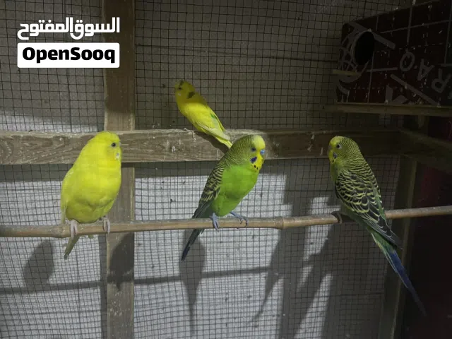 طيور حب الزوج