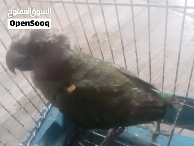 ببغاء سنغالي