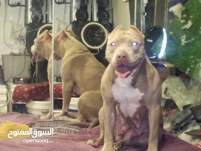 كلب بيتبول للبيع العاجل