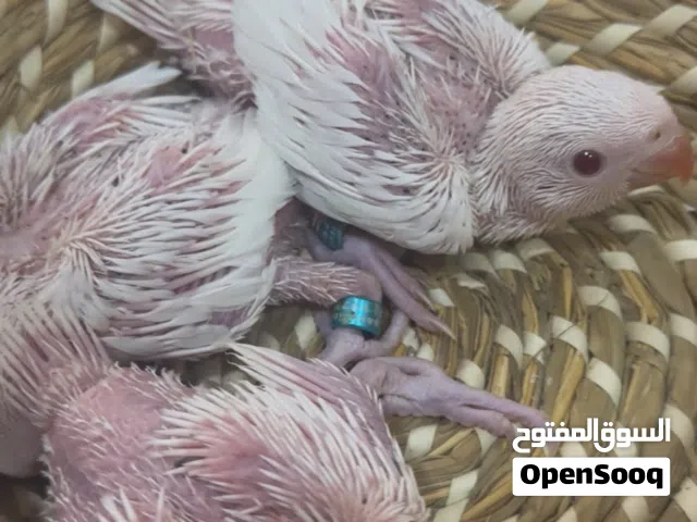 ماشاءالله مجموعة فروخ صن كنيور ومتى لاتينو والبينو انتاج البحرين