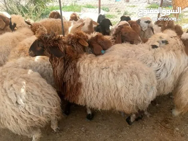 اضاحي صحراوي عقيقه ومناسبات ونذر اوزان من 19 25 لحم صافي خدمة ذبح وتقطيع والسعر فقط 100 ل125 فقط