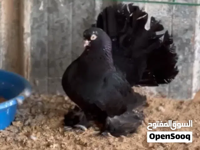 ذكر واتنين اناتي روسي