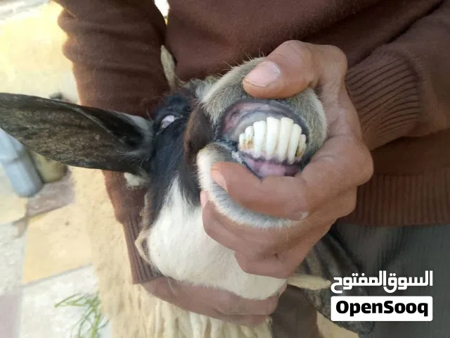 نعجة ورجينة مطفل