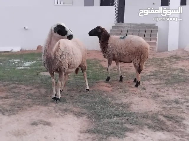 السلام عليكم