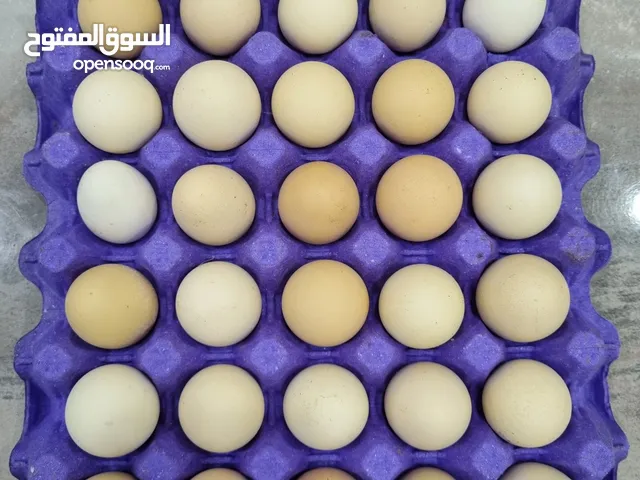 بيض بلدي عربي