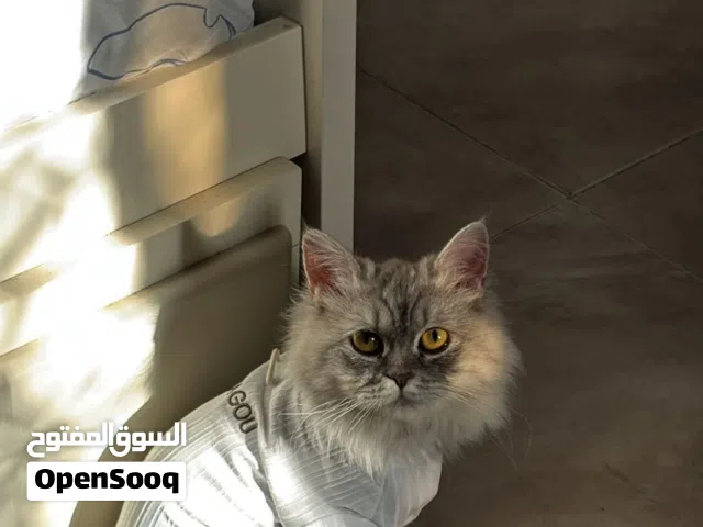 قطة شيرازية مون فيس