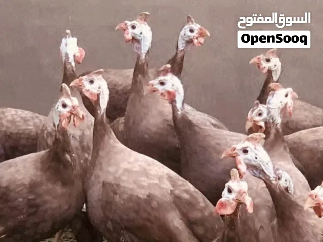متوفر افراخ قبج احمر. نوادر زوج ب 25 عمر شهر ونص متوفر افراخ قبج اسود نوادر الزوج ب 35 عمر 3 اشهر