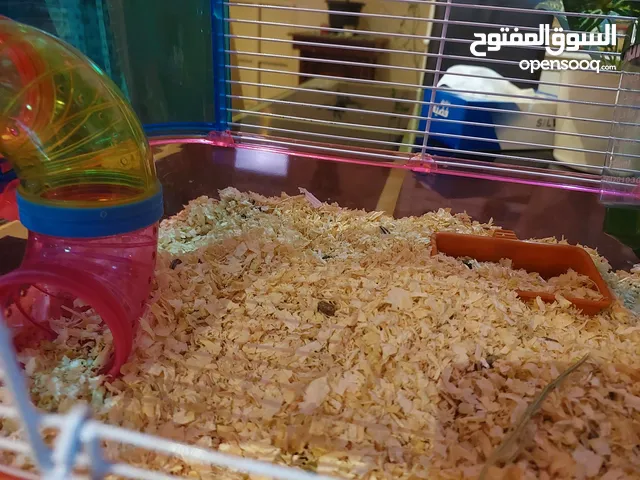 قفص للهامستر