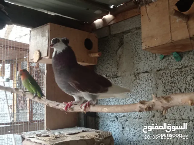 زوج حمام منتج مع البيض والافراخ للبيع