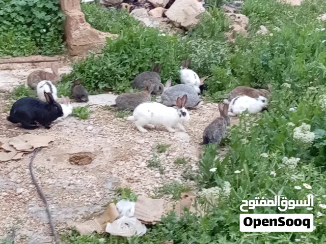 ارانب للبيع