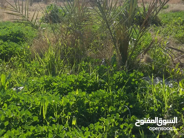 بستان للإيجار السنوي